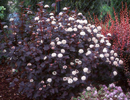      Physocarpus opulifolius Red Baron 